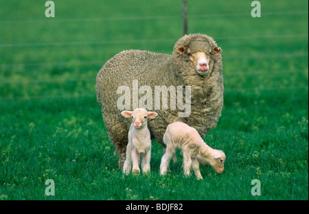 Schaf, Mutterschaf mit zwei Lämmer Stockfoto