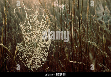 Spinnennetz im frühen Morgentau Stockfoto