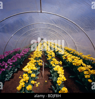 Blumenfarm, Tulilps Anbau im Gewächshaus Stockfoto