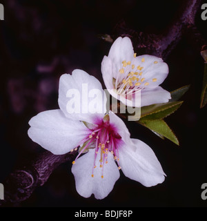 Blüte, Nahaufnahme, Frühling Stockfoto