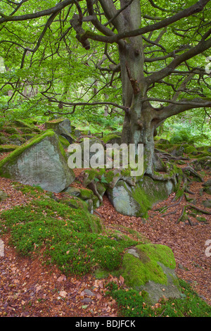 Bewaldete Hänge in Padley Schlucht in den Peak District National Park, Derbyshire, England, Vereinigtes Königreich. Fotografiert im August Stockfoto