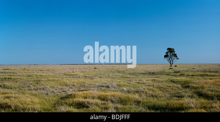 Einsamer Baum auf Open Plain Stockfoto