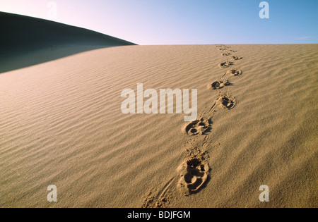 Spuren im Sand Dune, Wüste Stockfoto