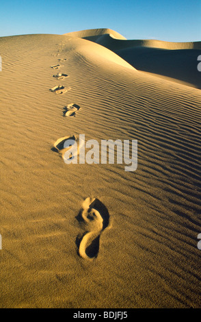 Spuren im Sand Dune, Wüste Stockfoto