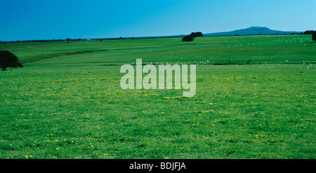 Landschaft, grünen Wiesen, Schafe grasen in der Ferne Stockfoto