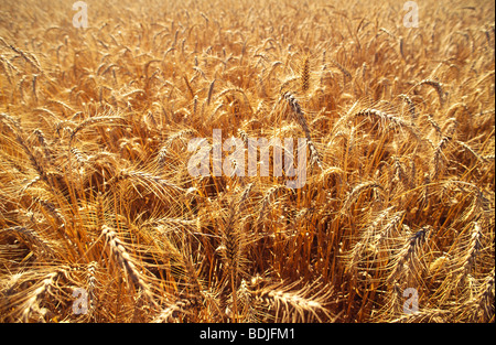 Weizen Ernte bereit für die Ernte Stockfoto