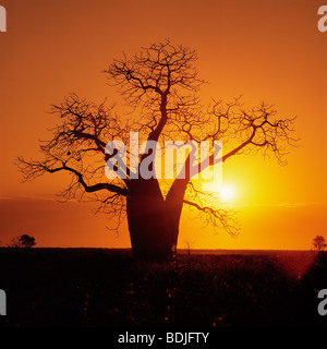 Boab Baum, Sonnenuntergang Silhouette, Kimberley Region, Australien Stockfoto