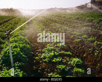 Sprühen Sie, Reizung, Gärtnerei, Salat Stockfoto