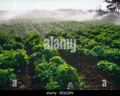 Gärtnerei, Kopfsalat Pflanzen Stockfoto