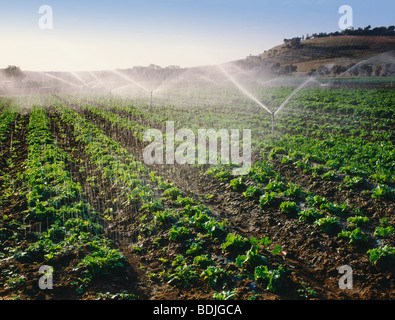 Gärtnerei, Kopfsalat Pflanzen Stockfoto