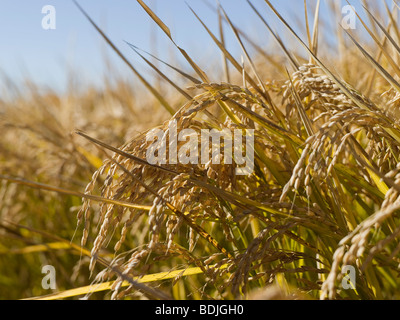 Reis Getreide bereit für die Ernte, Australien Stockfoto