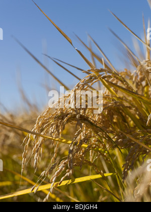 Reis Getreide bereit für die Ernte, Australien Stockfoto