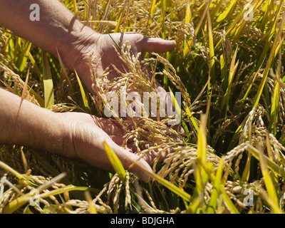 Reis Getreide bereit für die Ernte, Australien Stockfoto