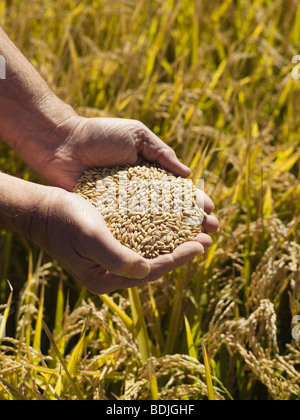 Hände halten Reis, Ernte bereit für die Ernte, Australien Stockfoto