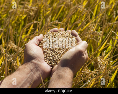 Hände halten Reis, Ernte bereit für die Ernte, Australien Stockfoto