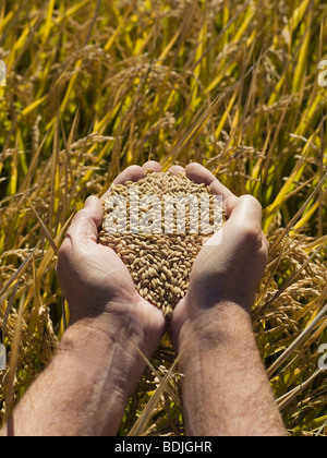 Hände halten Reis, Ernte bereit für die Ernte, Australien Stockfoto