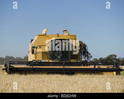Reis ernten, Australien Stockfoto