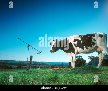 Milchvieh, Kuh und Mikrofon, abstrakt Stockfoto