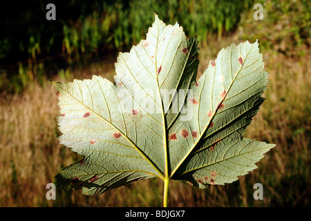 Ahorn Blatt aka Ahorn Ahorn Acer Pseudoplatanus Familie Sapindaceae zeigt Teer Fleck Pilze Rhytisma Acerinum in frühen Stadien Stockfoto