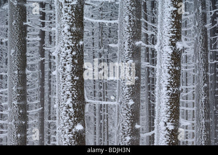 Frost an Bäumen im Winter, Nationalpark Hochharz, Sachsen-Anhalt, Brocken, Deutschland Stockfoto