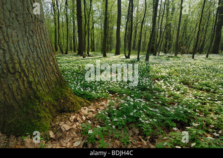 Buschwindröschen im Wald, Hanau, Hessen, Deutschland Stockfoto