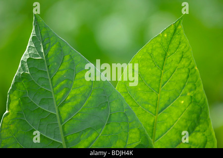 Tabakblätter in Plantage. Kuba. Stockfoto