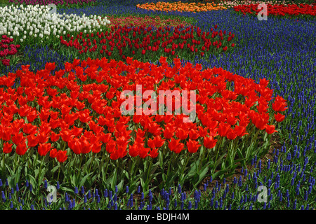 Tulpen und Trauben Hyazinthe in voller Blüte im Botanischen Garten, Lisse, Niederlande Stockfoto