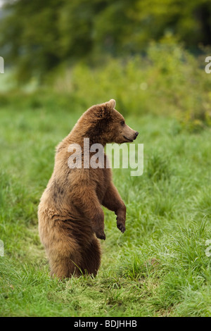 Braunbären auf Hinterbeinen stehend Stockfoto