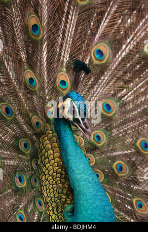 Nahaufnahme der Pfau Stockfoto