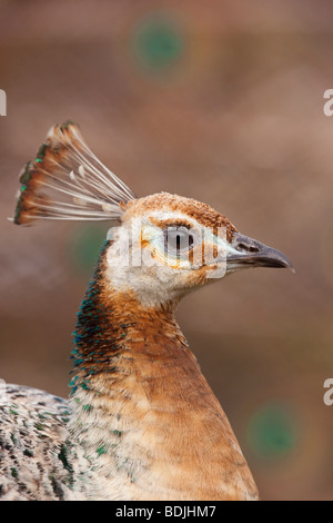 Weibliche Pfau Stockfoto