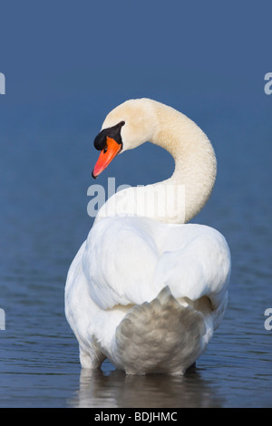 Höckerschwan Stockfoto