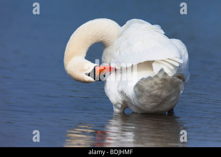 Höckerschwan Stockfoto