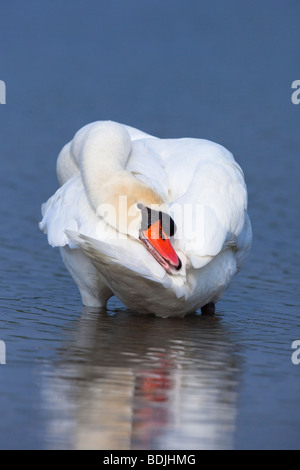 Höckerschwan Stockfoto