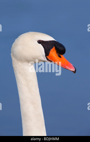 Nahaufnahme der Höckerschwan Stockfoto