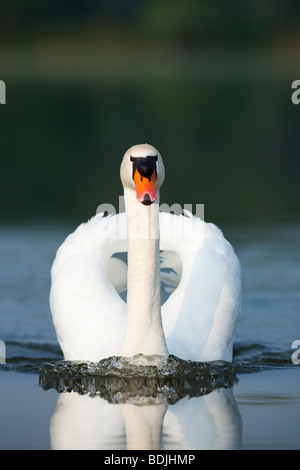 Höckerschwan Stockfoto