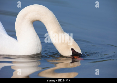 Höckerschwan Stockfoto