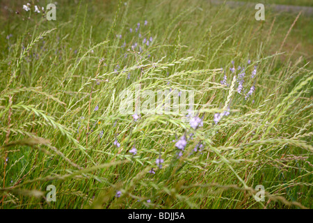 Nahaufnahme von lila Blüten in der Wiese Stockfoto