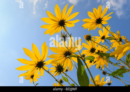 Topinambur Stockfoto