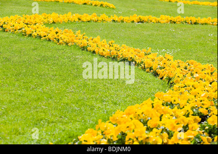 Gelbe Blüten im Mirabell Garten, Salzburg, Salzburger Land, Österreich Stockfoto