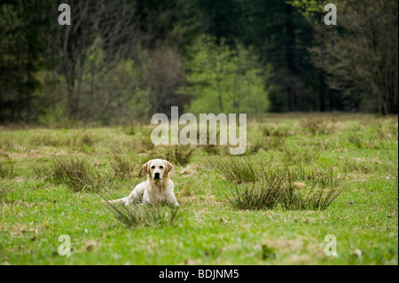 Golden Retriever im Feld liegend Stockfoto