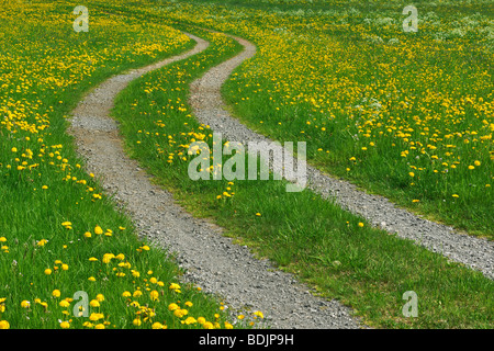 Weg durch Feld von Löwenzahn, Ofterschwang, Allgäu, Bayern, Deutschland Stockfoto