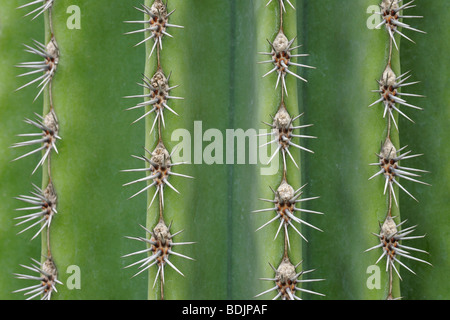 Nahaufnahme des Organ Pipe Cactus Stockfoto