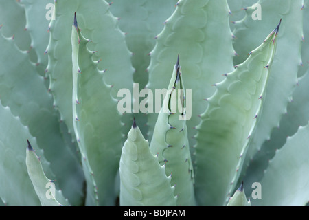 Nahaufnahme der Agave-Pflanze Stockfoto