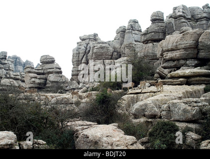 Steinbock Liebe El Torcal de Antequera-Gebirge Stockfoto