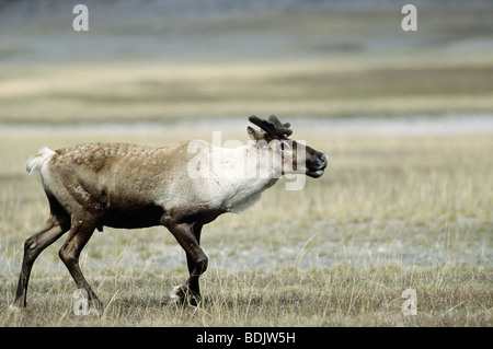 Woodland Caribou - Bull / Rangifer Tarandus Caribou Stockfoto