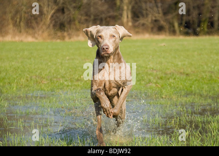 Weimaraner Hunde - laufen im Wasser Stockfoto