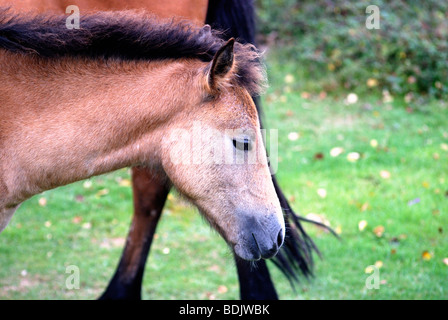 Nahaufnahme eines jungen New Forest Ponys Stockfoto