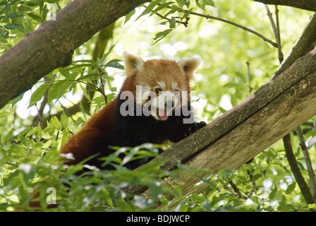 Roter Panda auf Baum / Ailurus Fulgens Stockfoto