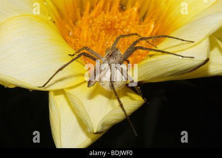 Pisaura Mirabilis mit Ei-Kokon auf Blüte / Pisaura Mirabilis Stockfoto