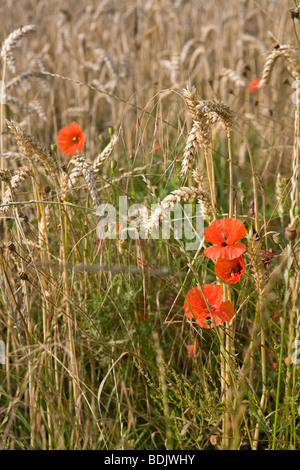 Mohn wächst unter den Weizen in der englischen Landschaft Stockfoto